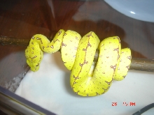 green tree python