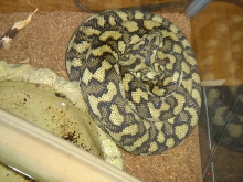 gf snake