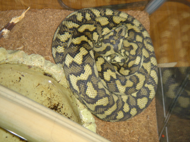 gf snake