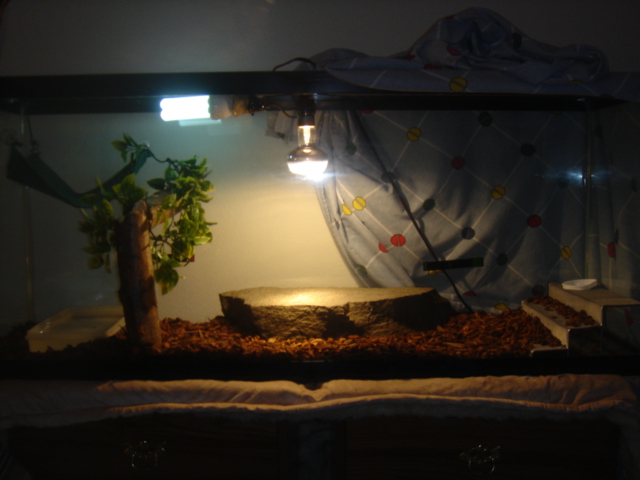 spikes habitate