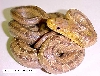 MY SNAKE