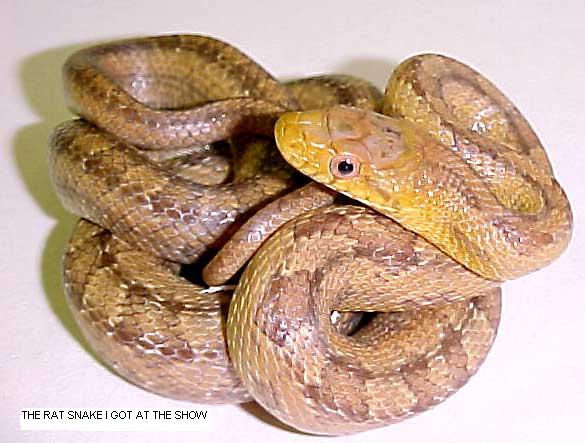 MY SNAKE