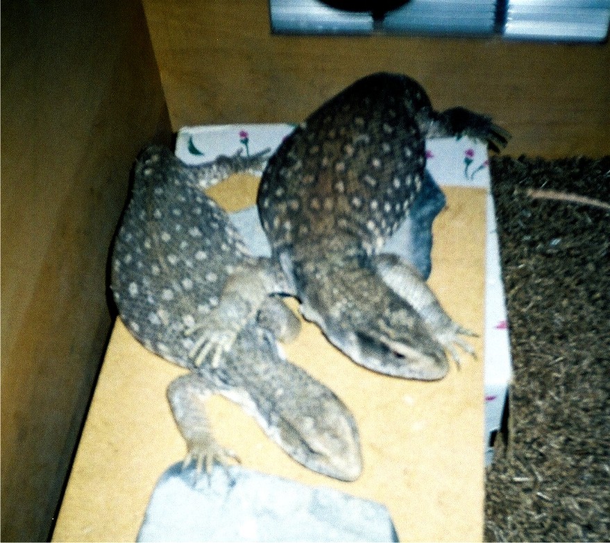 couple