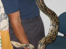 normal red