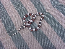GENTILIS......ANYONE?......nt