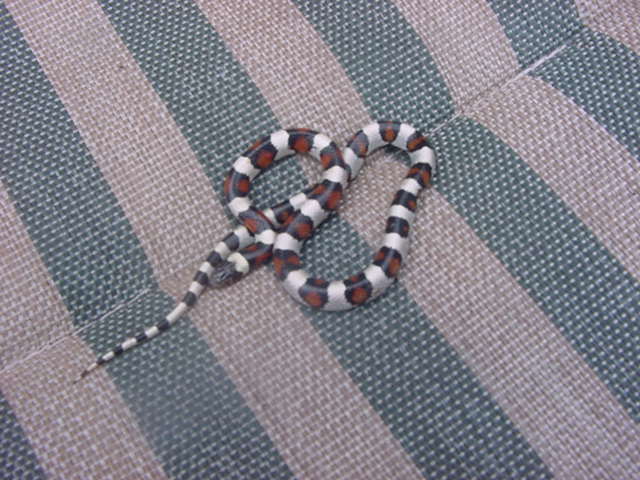 GENTILIS......ANYONE?......nt