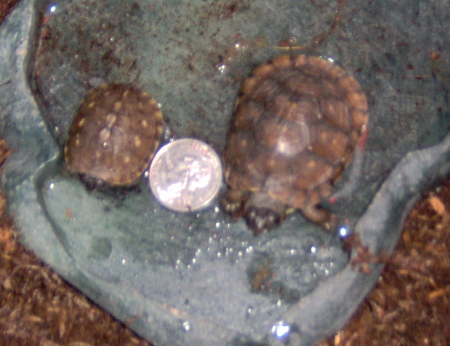 Scooter and Hitch