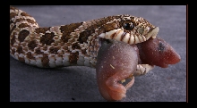 Eating Machine