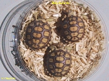 baby sulcatas