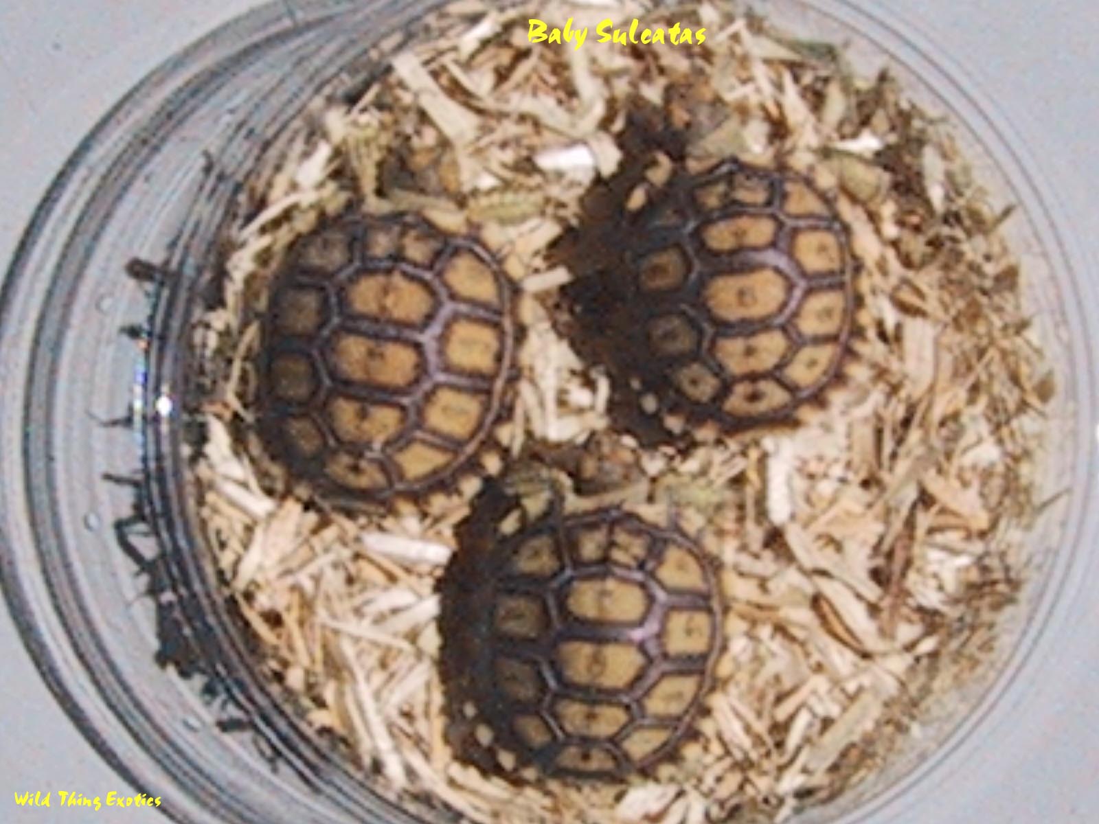 baby sulcatas