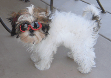 Shades