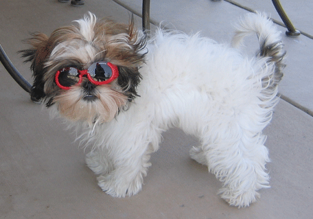 Shades