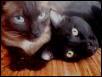 Al and Simon