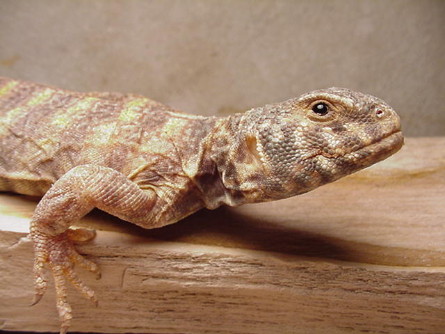 Ornate Uro "Bonnie"