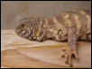 Ornate Uro "Clyde"