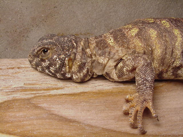 Ornate Uro "Clyde"