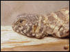 Ornate Uro "Clyde"