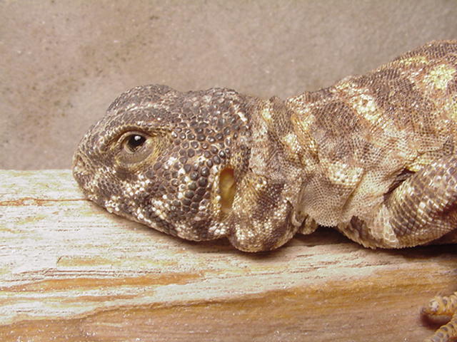 Ornate Uro "Clyde"