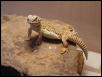 Mali Uro "Ralph"