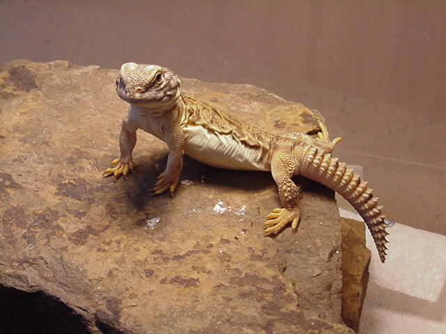 Mali Uro "Ralph"