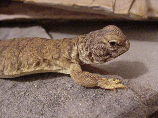 Mali Uro "Ralph"