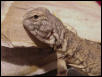 Mali Uro "Ralph"