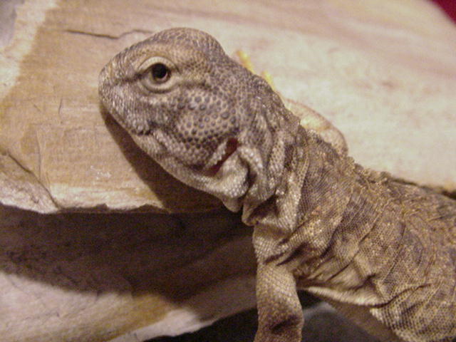 Mali Uro "Ralph"