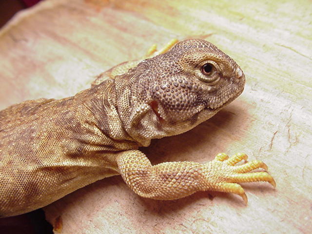 Mali Uro "Ralph"