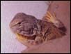 Mali Uro "Ralph"
