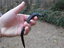 Atlantic Slimy Salamander