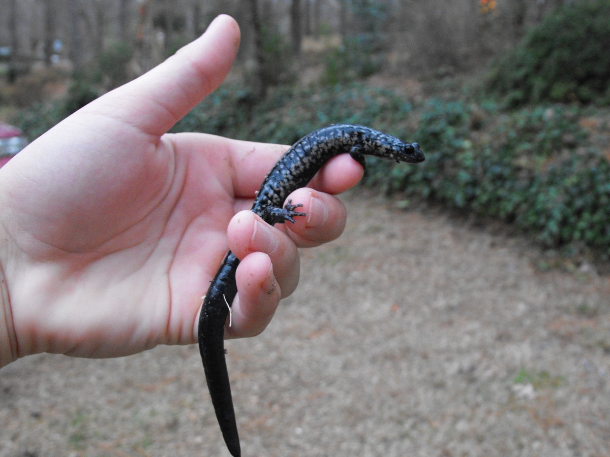 Atlantic Slimy Salamander