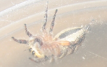 cute fat spider