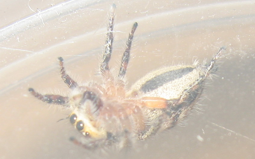 cute fat spider