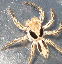spider 3