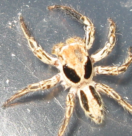 spider 3