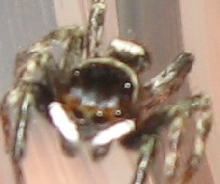fighting spider