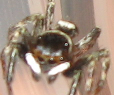 fighting spider