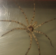 brown spider
