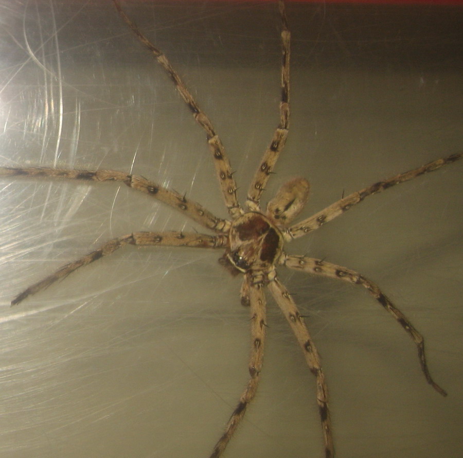 brown spider