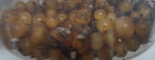 eggs
