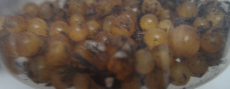 eggs