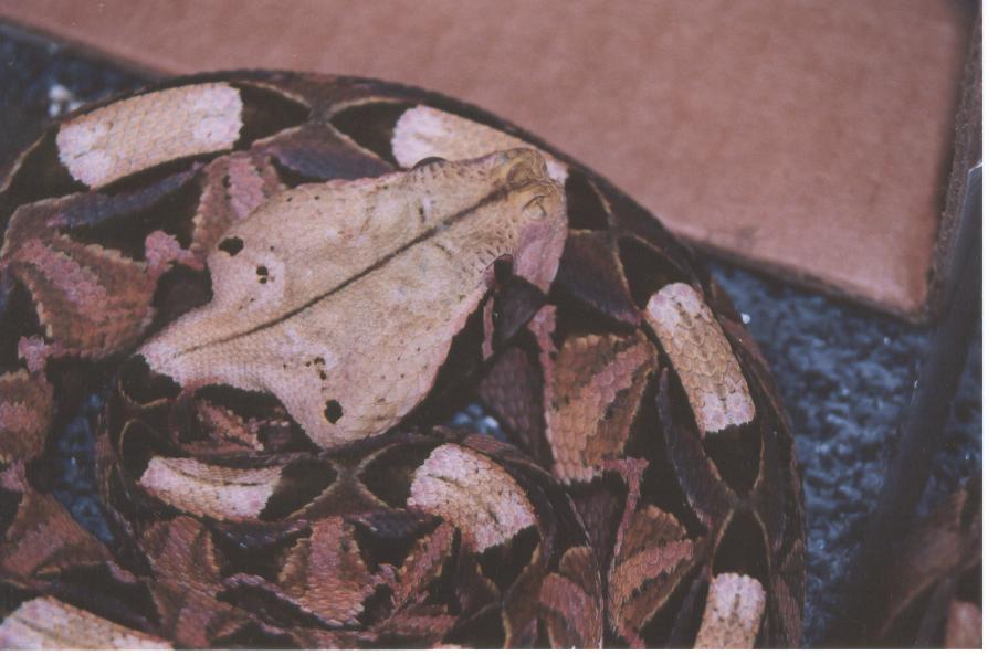 female gaboon