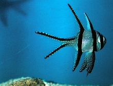 Saltwater - Austin Aquariums