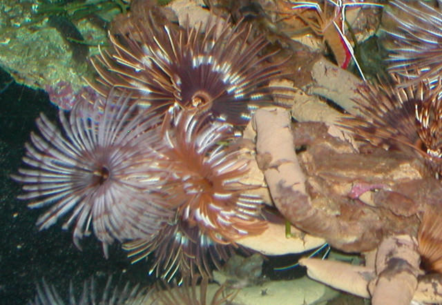 Saltwater Photos