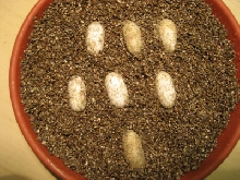 Eggs Buried One Week in Sand
