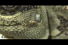 Side Horn Close Up