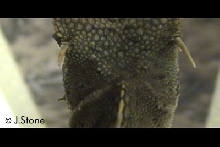 Top view of MHD's side-of-head horn.