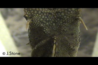 Top view of MHD's side-of-head horn.