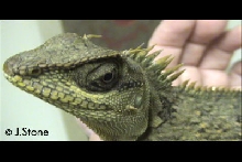 Left Side of Head