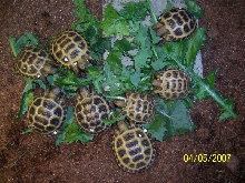 Bindi's family